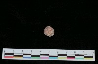 藏品(棘黍螺)的圖片